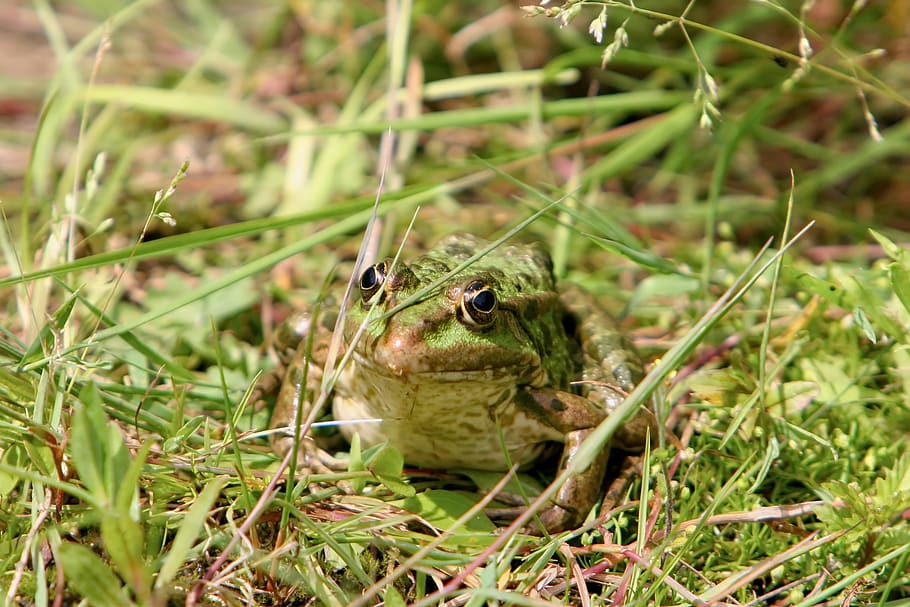 frog, tree frog, toad, amphibians, nature, animal, toad migration, HD wallpaper