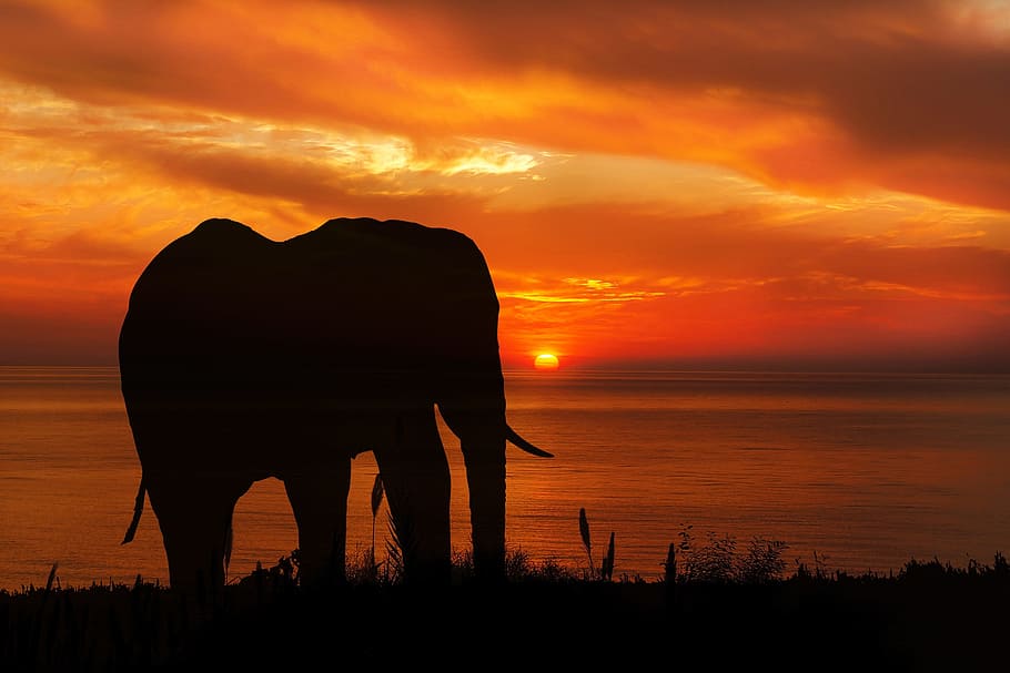 silhouette of elephant on grass during sunset, nature, animal, HD wallpaper