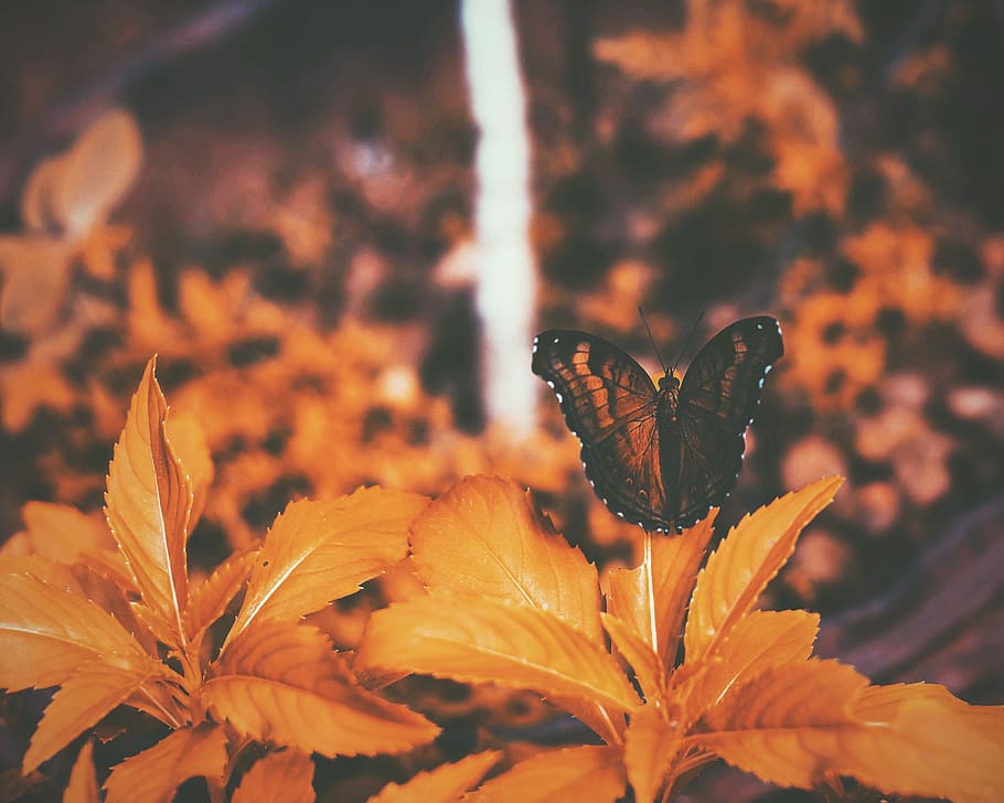 black butterfly perching on orange leaves, butterfly, leaf, orange, nature HD wallpaper