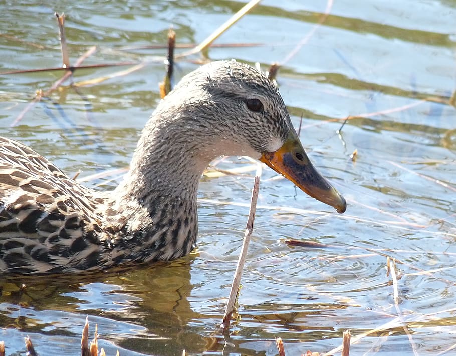 canard, duck, quebec, animal themes, animal wildlife, vertebrate HD wallpaper