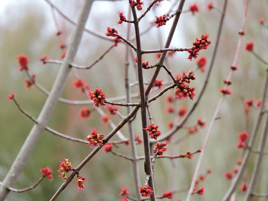 Spring, Blooming, Nature, Tree, flower, red, beauty in nature HD wallpaper