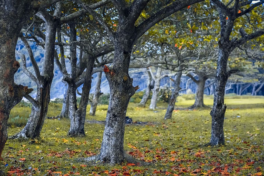 green leafed trees, Forest, Nature, Twigs, Wood, mato, trunk HD wallpaper