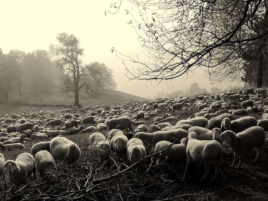 Flock, Dark, Sheep, Animals, Trees, branches, fog, mist, large group of animals HD wallpaper