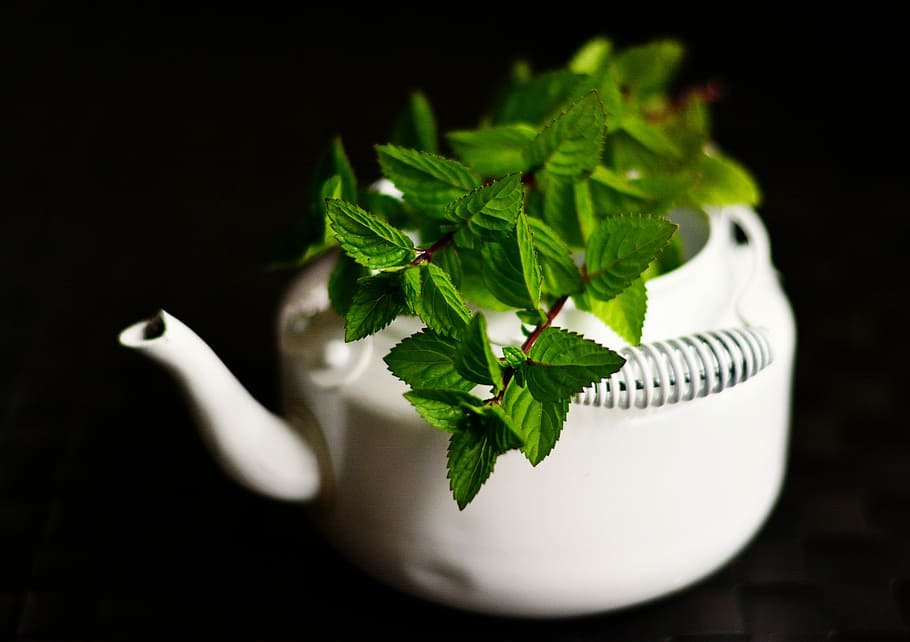 green leaves in white ceramic teapot, Peppermint, Medicinal Plant, HD wallpaper