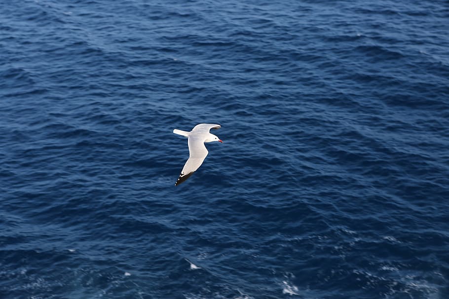 white bird flying over blue ocean water, wide, body, seagull