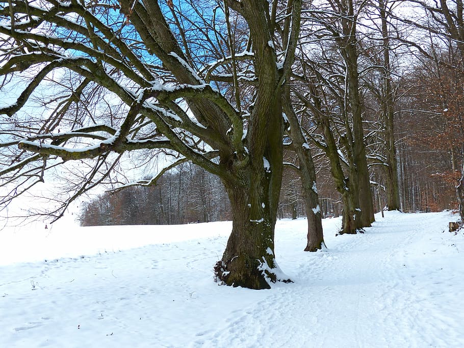 tree, avenue, snow, snowy, winter, cold, field, away, tribe, HD wallpaper