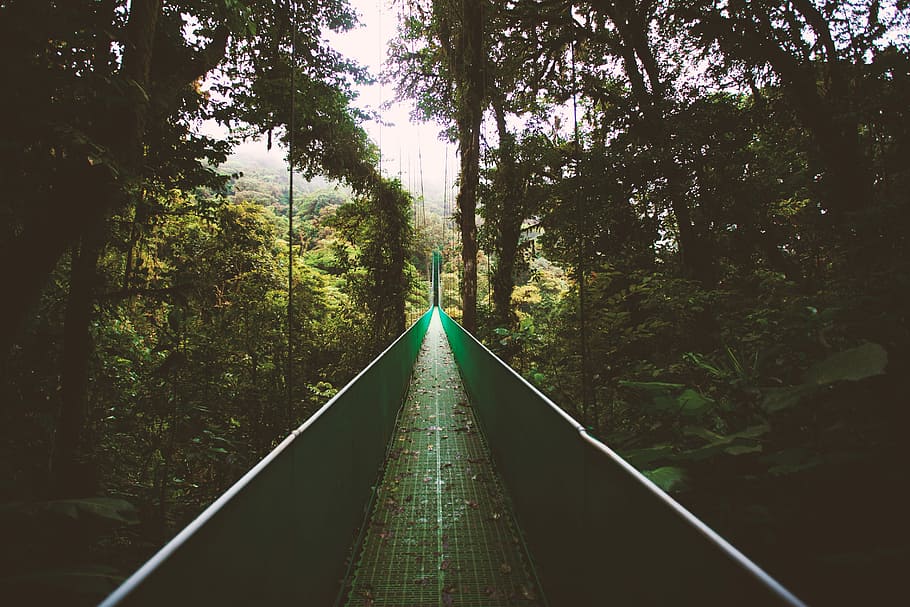 hanging bridge, straight pathway with fence between green trees at daytime HD wallpaper
