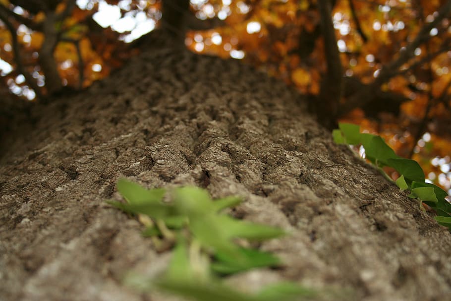 Tree Bark, Autumn, Fall, october, nature, selective focus, agriculture HD wallpaper