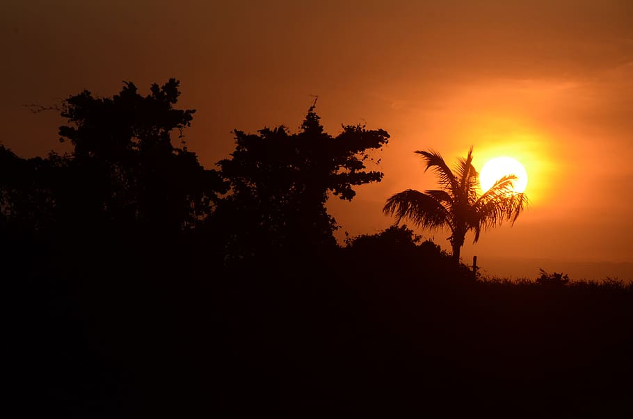 sunset, dawn, silhouette, sol, tree, plant, sky, beauty in nature HD wallpaper