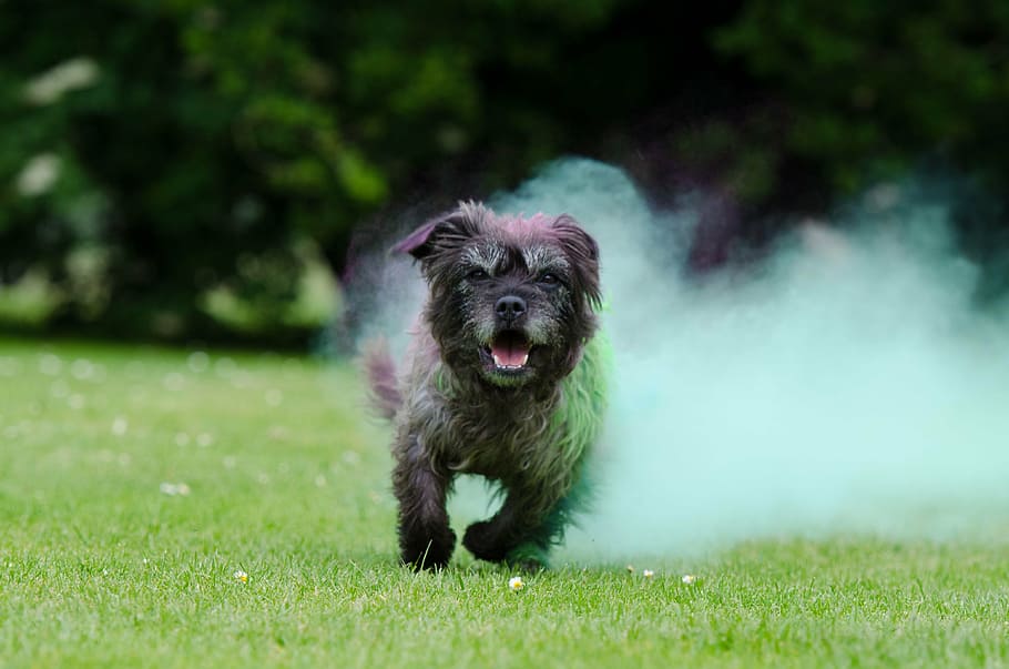 black puppy running on green grass field with green smoke bomb behind during daytime, HD wallpaper