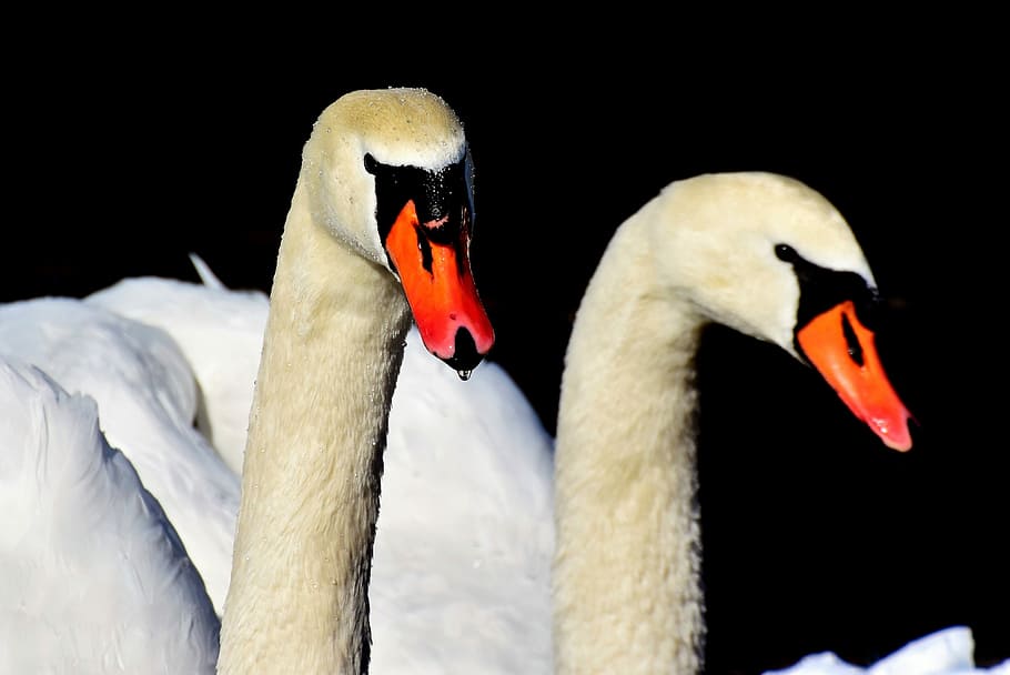 two white swans, water bird, schwimmvogel, pride, waterfowl, wildlife photography, HD wallpaper