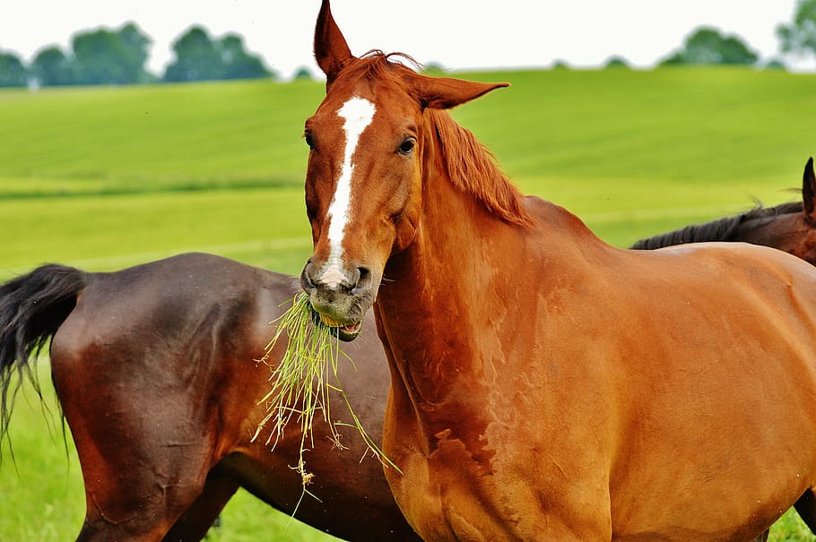 horses, for two, coupling, stallion, eat, paddock, brown, meadow HD wallpaper