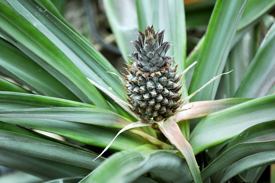 pineapple, fruit, tropical, young pineapple, exotic, plant HD wallpaper