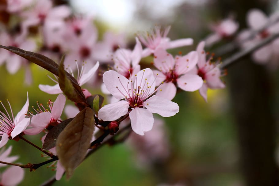 blossom, bloom, cherry blossom, tree, flower, nature, plant HD wallpaper