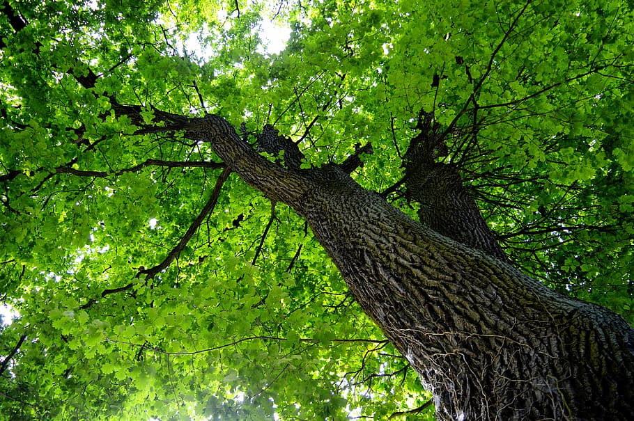 age, crown, old, nature, forest, sky, tree, light, log, leaves HD wallpaper