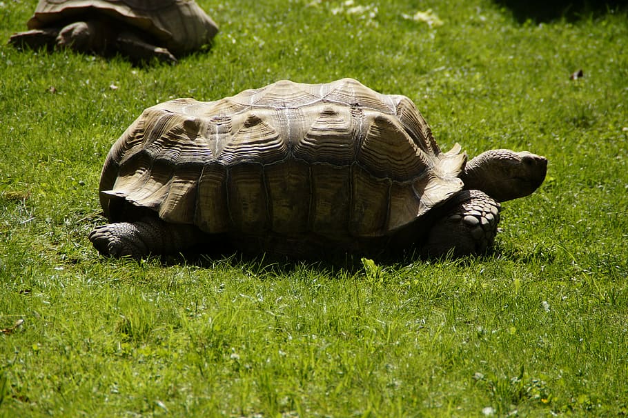 turtle, giant tortoise, panzer, armored, animal, reptile, slowly HD wallpaper