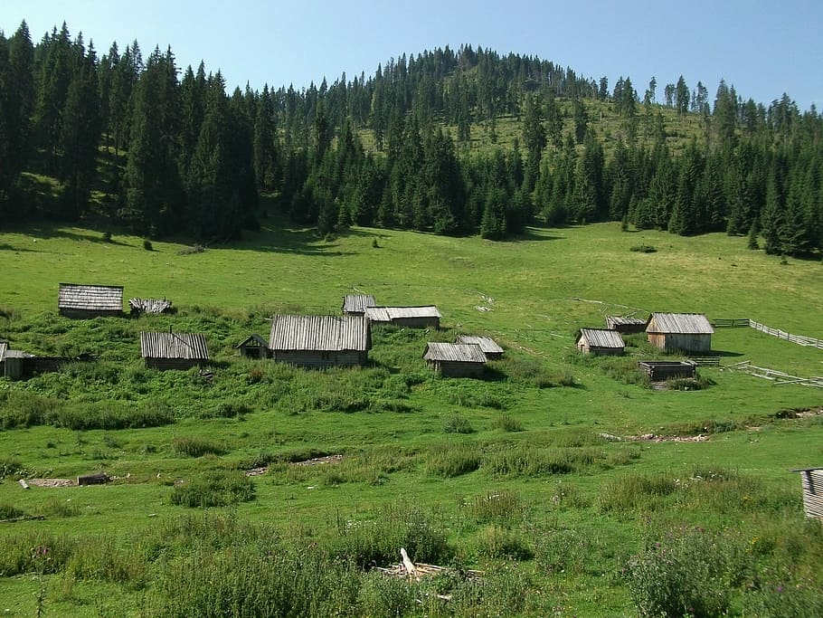 romania, carpathian, chalets, forest, tree, plant, land, green color HD wallpaper