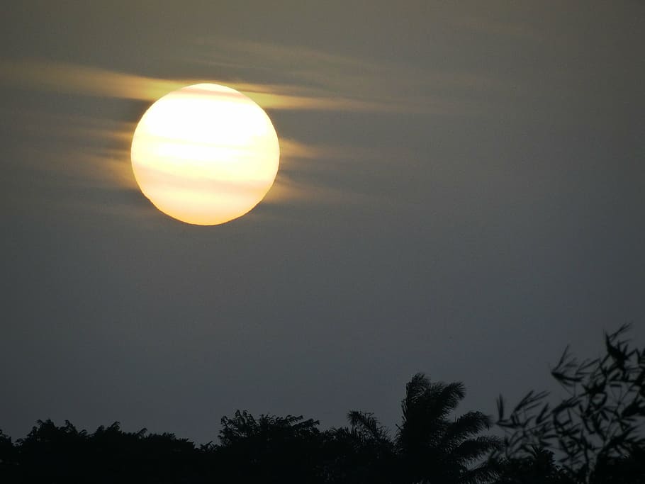 dawn, amazonia, sol, sun, tree, silhouette, beauty in nature HD wallpaper