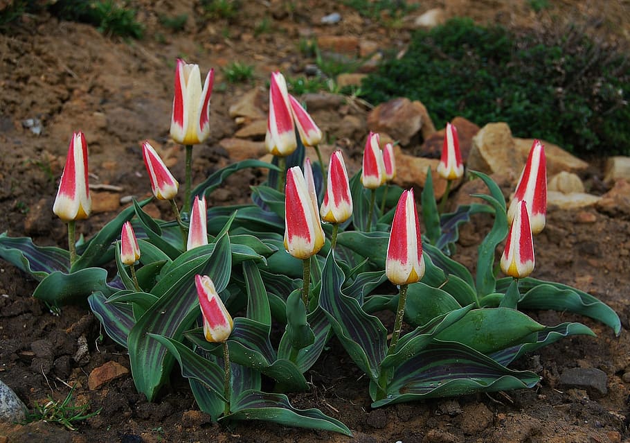 nature, leaf, flower, garden, plant, early spring, home garden HD wallpaper