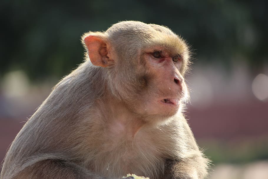 monkey sit, animal, ape, nature, sitting, cute, wild, wildlife HD wallpaper