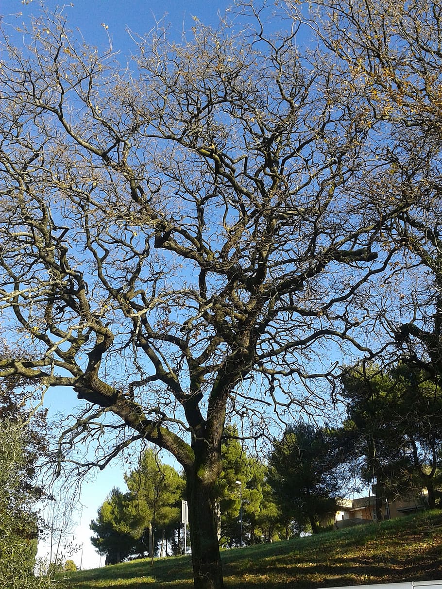 Tree, Branches, Nature, Plant, trees, bare, twisted branches HD wallpaper