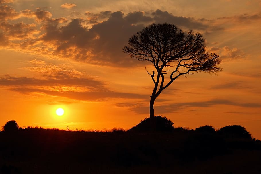silhouette, tree, sun, sunset, dawn, branch, evening, sky, summer HD wallpaper