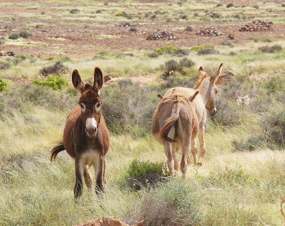 Donkey, Grass, Nature, animal themes, day, animals in the wild HD wallpaper