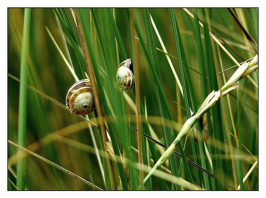 snail, shell, close, snail shell, mollusk, animals, snails HD wallpaper