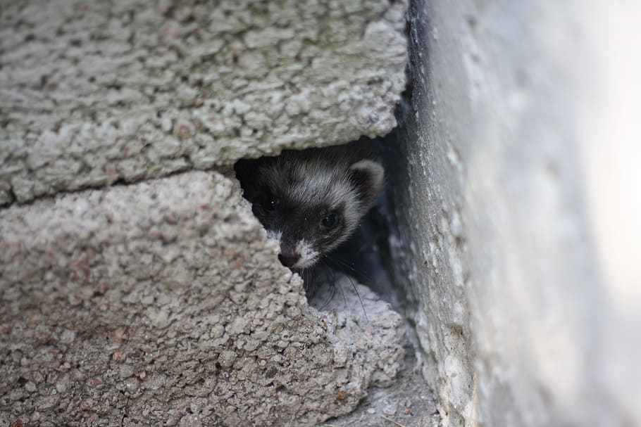 Huron, Pets, Ferrets, animal, mammal, cute, small, outdoors HD wallpaper