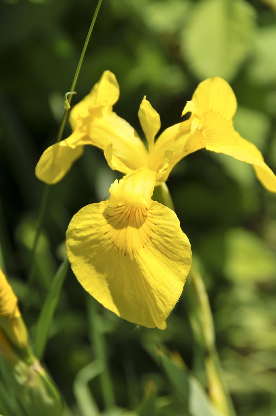 Yellow Iris, Iris, Flower, Color, petal, fragility, plant, springtime HD wallpaper