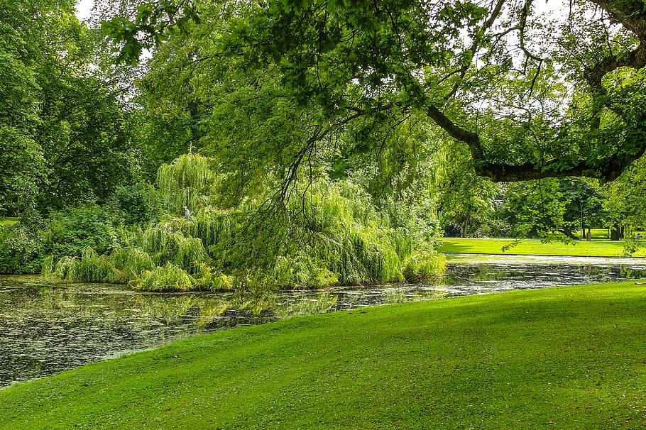 park, garden, tree, grass, nature, fresh, european, rotterdam HD wallpaper