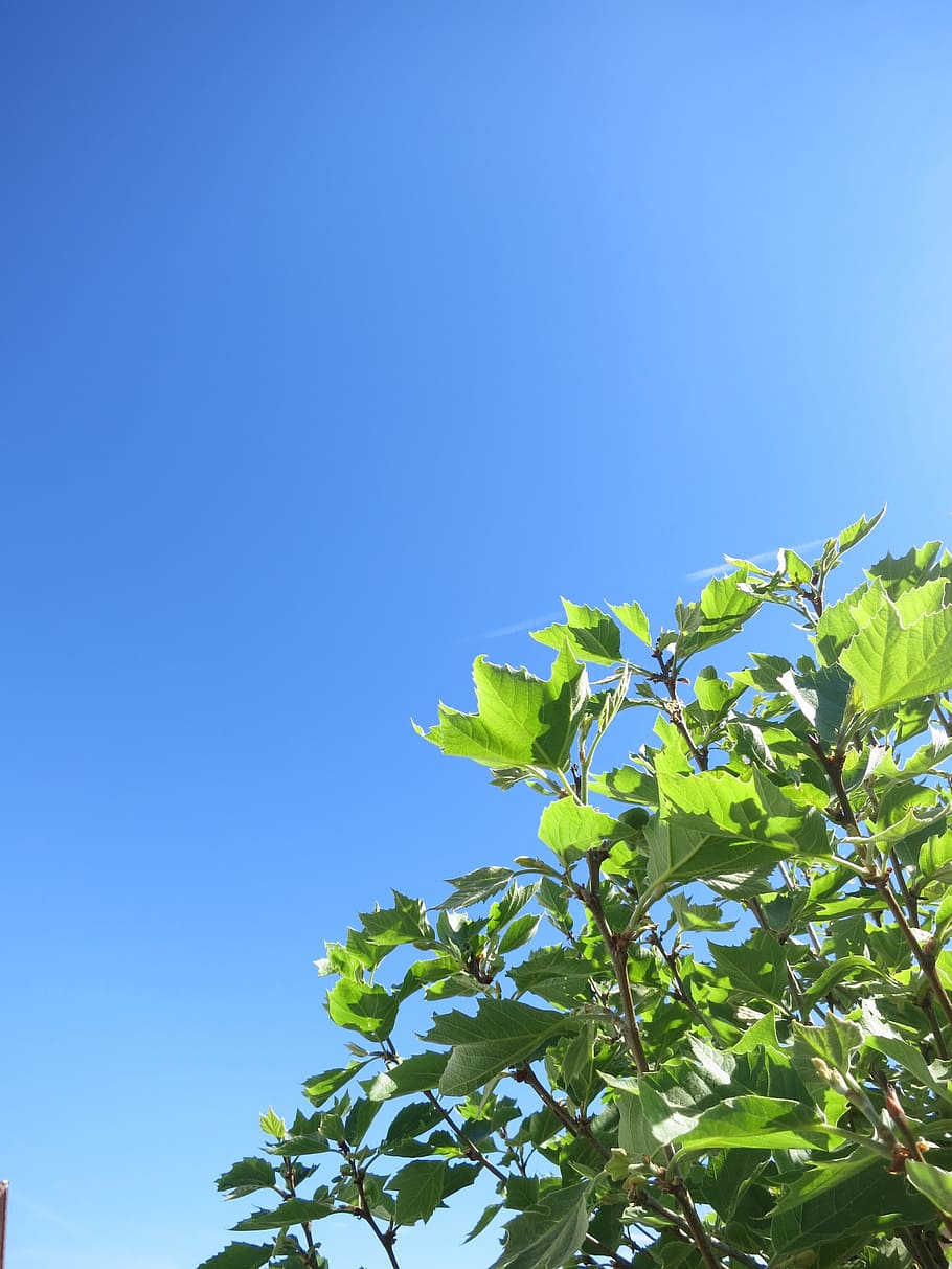 leaf, tree, green, ginko, leaves, plant part, low angle view HD wallpaper