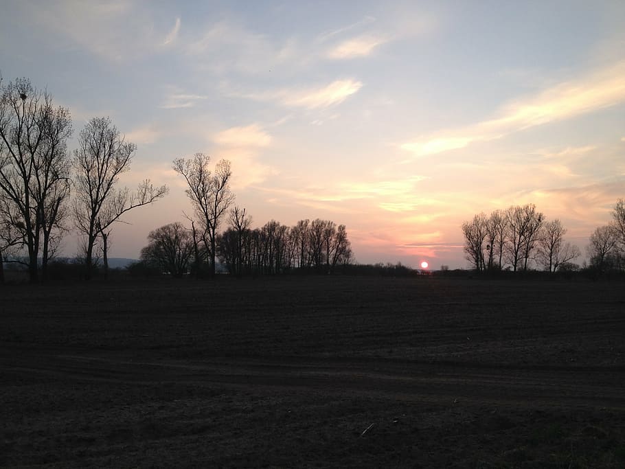 sun, arable, field, landscape, agriculture, nature, tree, abendstimmung HD wallpaper