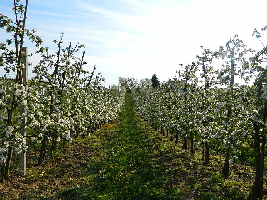flowers, the path, spring, apple trees, nature, garden, apple flower HD wallpaper