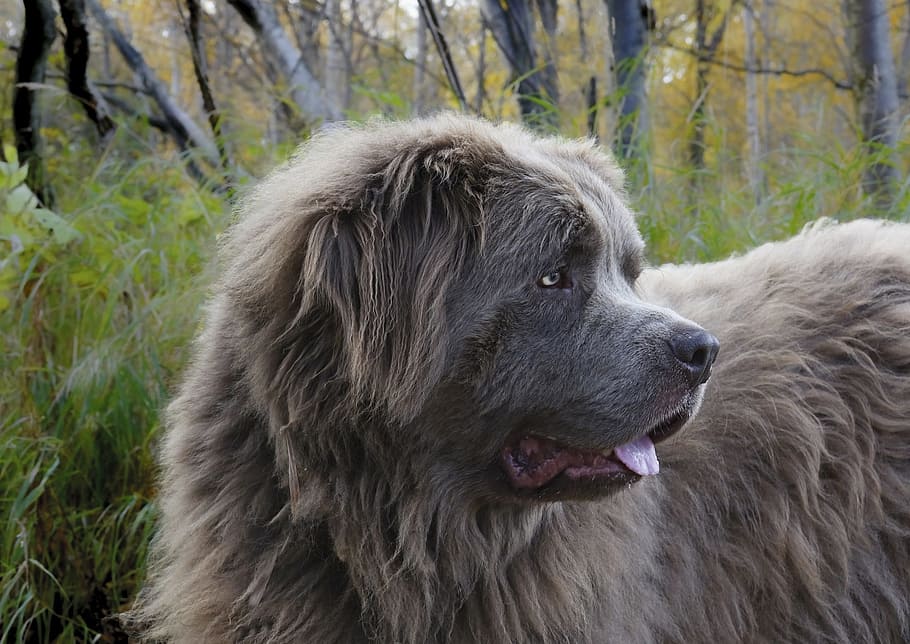 medium short-coated gray dog on focus photo, Canine, Newfoundland HD wallpaper