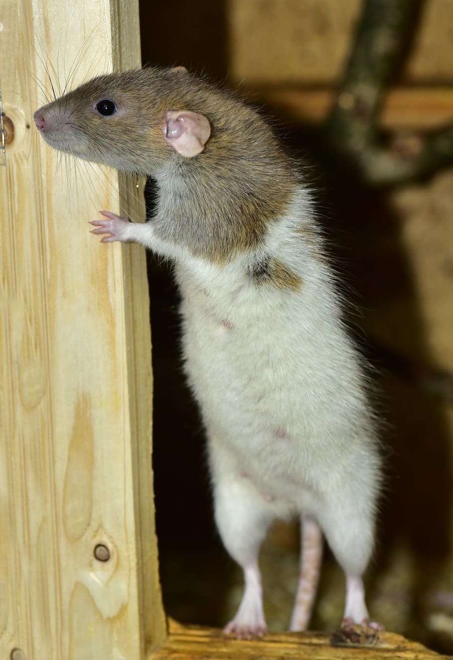 brown and white rat, standing, rodent, cute, young animal, curious HD wallpaper