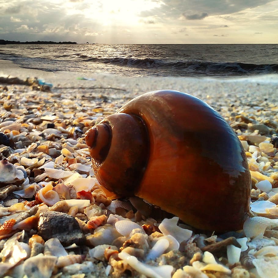 gray seashell near seashore, the sea, beach, sun, animals, afternoon, HD wallpaper