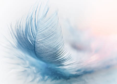 blue feather with white background, spring, ease, slightly HD wallpaper
