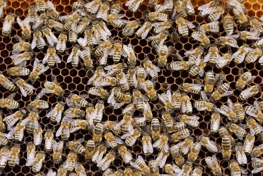 swarm of bees on hive, combs, insect, beehive, nature, honey