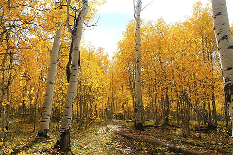 road between yellow leaves tree during daytime, brown trees on forest at daytime HD wallpaper