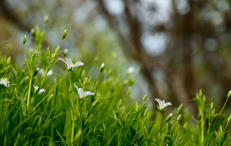 focus photography o f white petaled flower, green, leaf, plant HD wallpaper