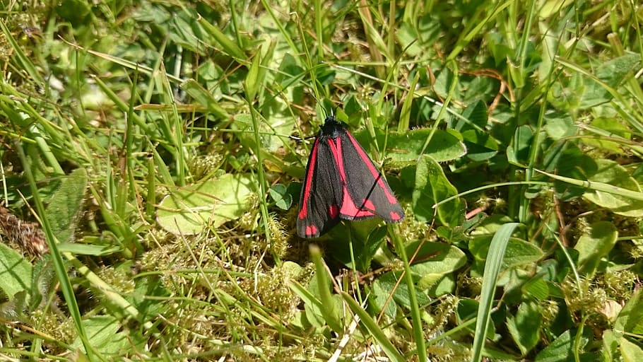 moth, cinnabar moth, insect, nature, black, wildlife, uk, macro HD wallpaper