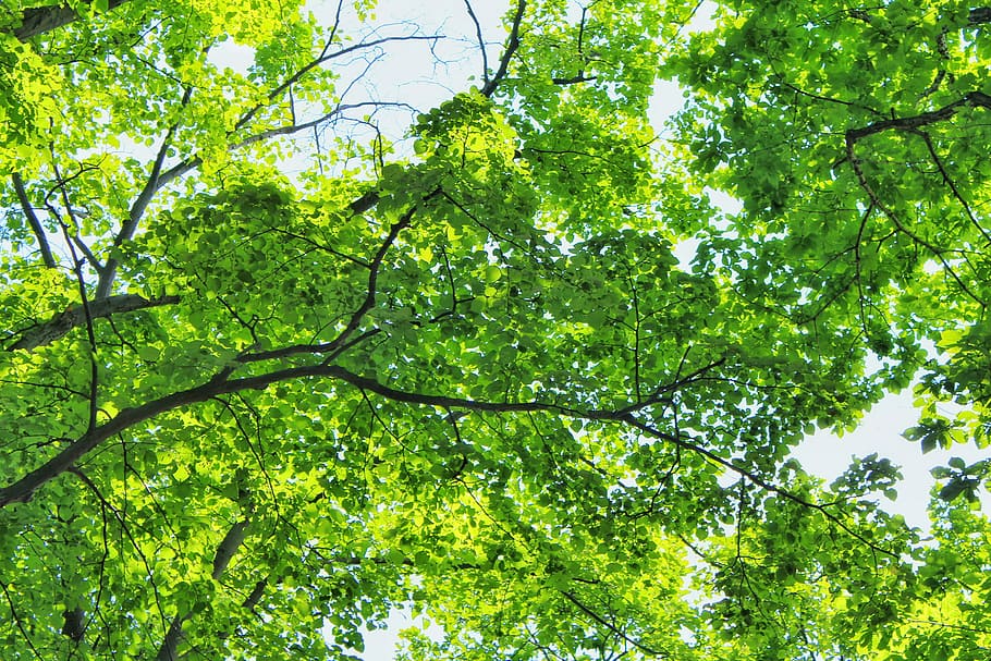 bottom photography of tree leaves, nature, leaf, forest, branch HD wallpaper