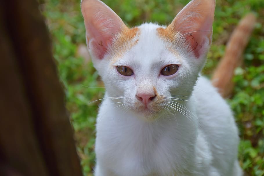 cat, kitten, cute, white, nature, animals, pets, domestic, domestic animals HD wallpaper