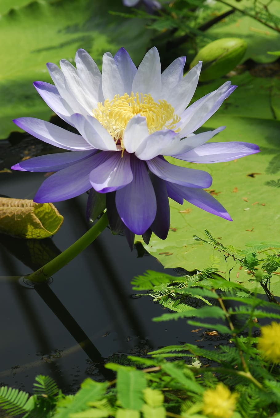 flower, plant, nature, leaf, garden, water lily, flowering plant HD wallpaper