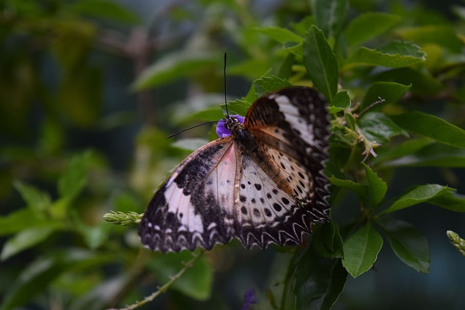 butterfly, garden, plant part, animal wildlife, insect, invertebrate HD wallpaper