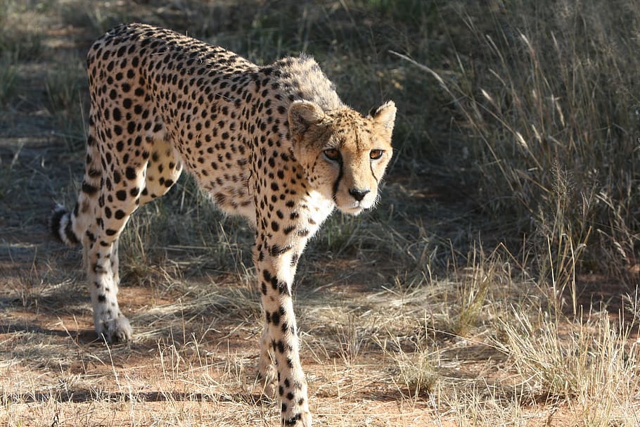 brown and black cheetah on field, namibia, wild, nature, wild animals HD wallpaper