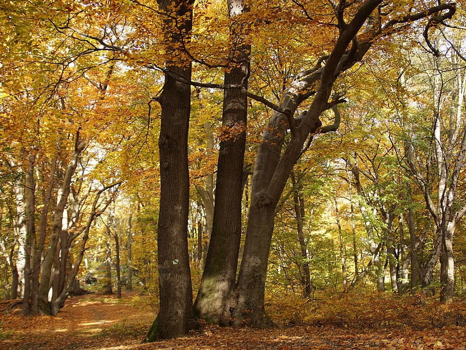 beech forest, nature, tree, colors, autumn, deciduous tree, HD wallpaper