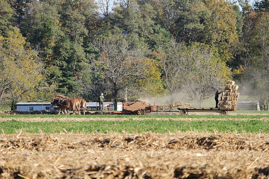 amish, pennsylvania, farm, rural, county, lancaster, horse