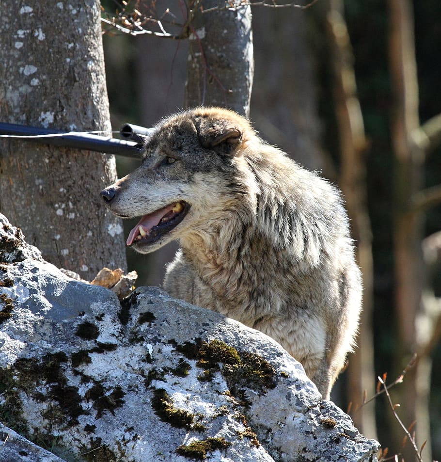 wolf, animal, enclosure, predator, furry, wildlife photography HD wallpaper